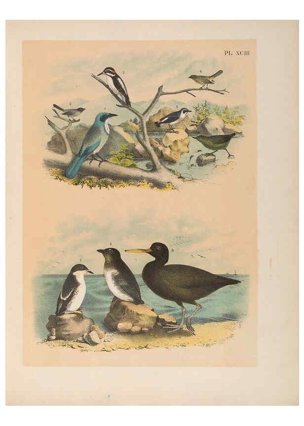 Reproducción/Reproduction 6022714134: The birds of North America New York :Published under the auspices of the Natural Science Association of America,1903