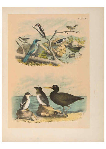 Reproducción/Reproduction 6022714134: The birds of North America New York :Published under the auspices of the Natural Science Association of America,1903