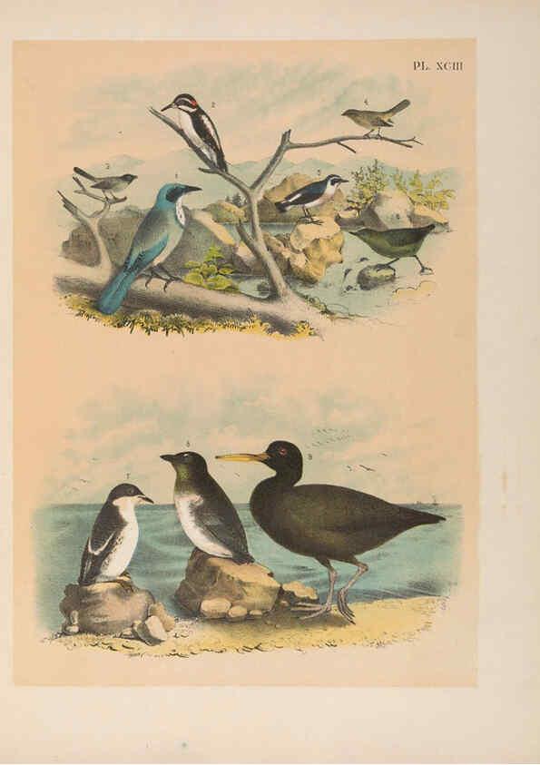 Reproducción/Reproduction 6022714134: The birds of North America New York :Published under the auspices of the Natural Science Association of America,1903