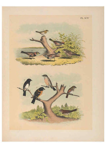 Reproducción/Reproduction 6022714584: The birds of North America New York :Published under the auspices of the Natural Science Association of America,1903