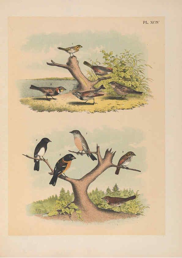 Reproducción/Reproduction 6022714584: The birds of North America New York :Published under the auspices of the Natural Science Association of America,1903