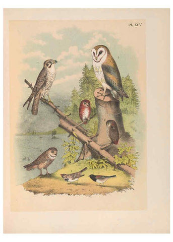 Reproducción/Reproduction 6022157977: The birds of North America New York :Published under the auspices of the Natural Science Association of America,1903