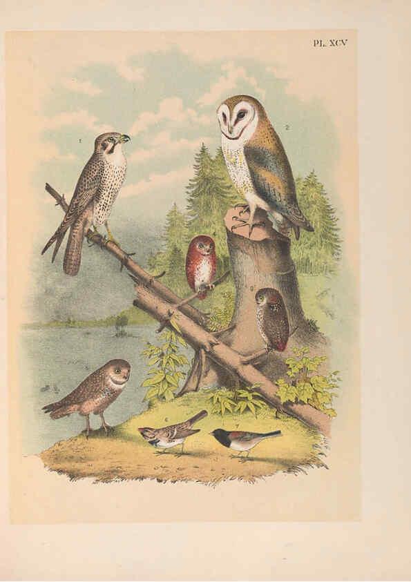 Reproducción/Reproduction 6022157977: The birds of North America New York :Published under the auspices of the Natural Science Association of America,1903