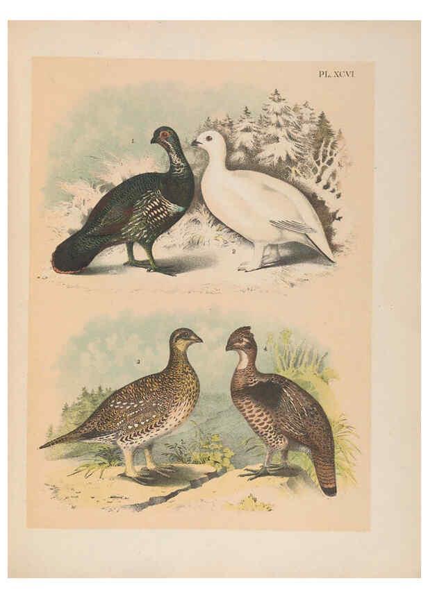 Reproducción/Reproduction 6022158423: The birds of North America New York :Published under the auspices of the Natural Science Association of America,1903