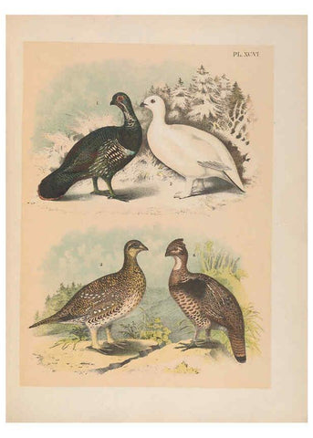Reproducción/Reproduction 6022158423: The birds of North America New York :Published under the auspices of the Natural Science Association of America,1903