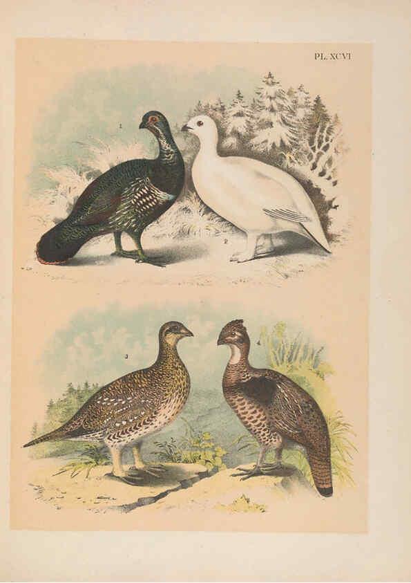 Reproducción/Reproduction 6022158423: The birds of North America New York :Published under the auspices of the Natural Science Association of America,1903