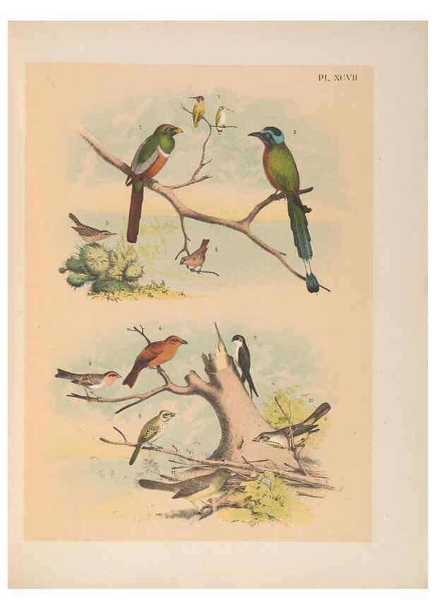 Reproducción/Reproduction 6022158797: The birds of North America New York :Published under the auspices of the Natural Science Association of America,1903