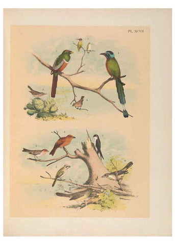 Reproducción/Reproduction 6022158797: The birds of North America New York :Published under the auspices of the Natural Science Association of America,1903