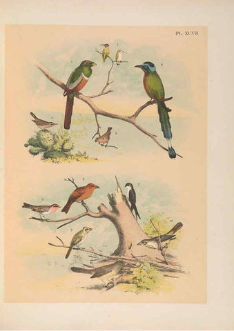 Reproducción/Reproduction 6022158797: The birds of North America New York :Published under the auspices of the Natural Science Association of America,1903