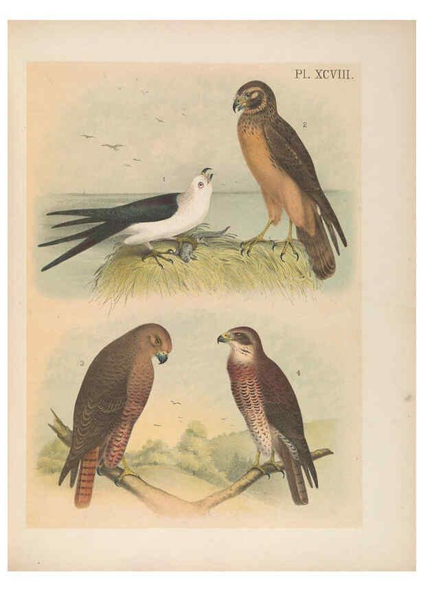 Reproducción/Reproduction 6022716432: The birds of North America New York :Published under the auspices of the Natural Science Association of America,1903