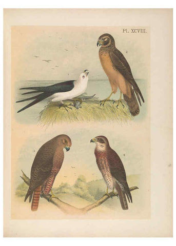 Reproducción/Reproduction 6022716432: The birds of North America New York :Published under the auspices of the Natural Science Association of America,1903