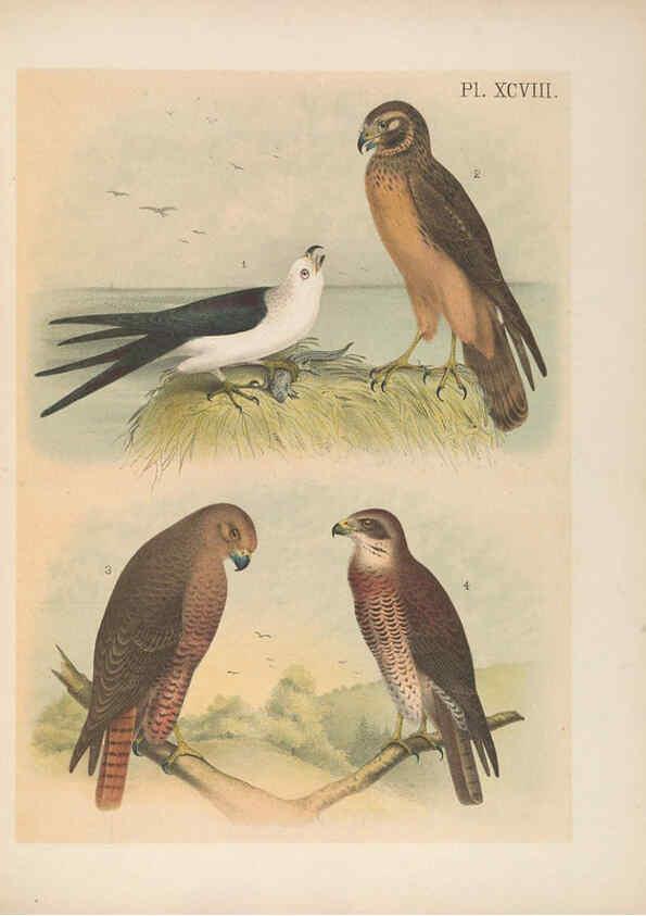 Reproducción/Reproduction 6022716432: The birds of North America New York :Published under the auspices of the Natural Science Association of America,1903