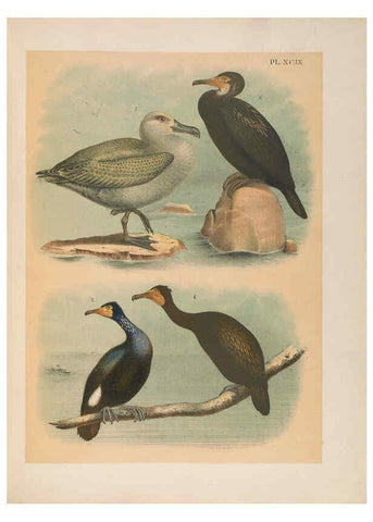 Reproducción/Reproduction 6022716896: The birds of North America New York :Published under the auspices of the Natural Science Association of America,1903