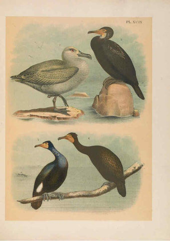 Reproducción/Reproduction 6022716896: The birds of North America New York :Published under the auspices of the Natural Science Association of America,1903