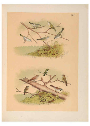 Reproducción/Reproduction 6022160071: The birds of North America New York :Published under the auspices of the Natural Science Association of America,1903