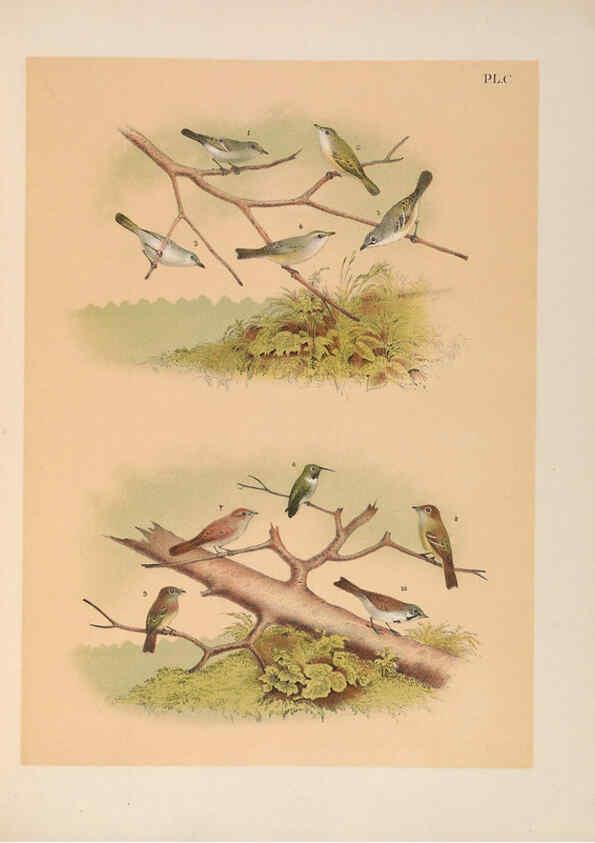 Reproducción/Reproduction 6022160071: The birds of North America New York :Published under the auspices of the Natural Science Association of America,1903