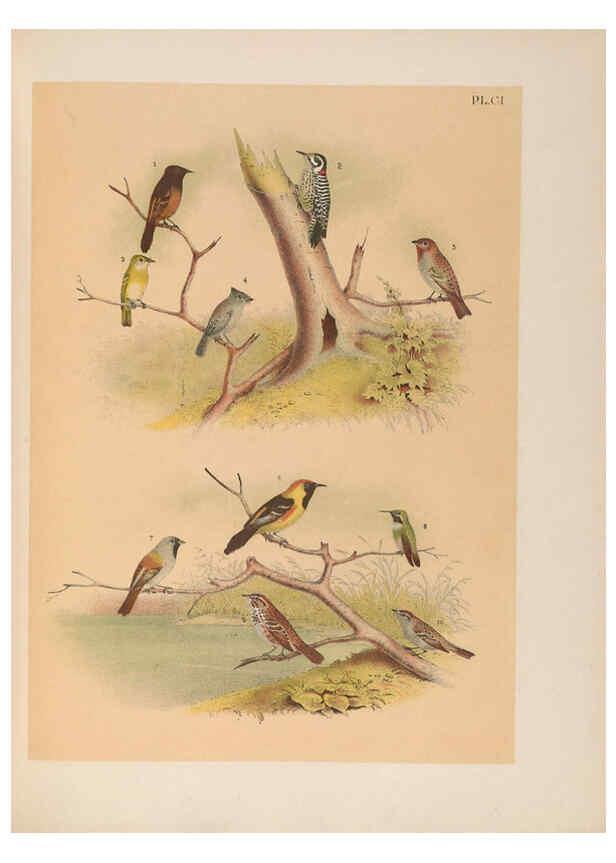 Reproducción/Reproduction 6022717978: The birds of North America New York :Published under the auspices of the Natural Science Association of America,1903