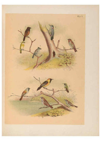 Reproducción/Reproduction 6022717978: The birds of North America New York :Published under the auspices of the Natural Science Association of America,1903