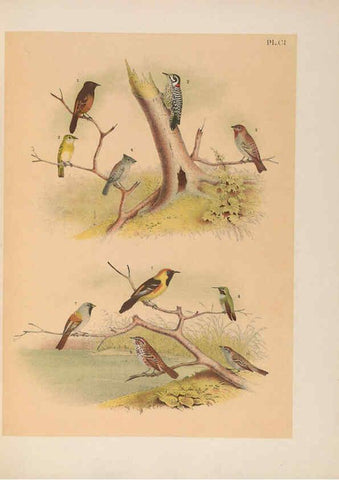 Reproducción/Reproduction 6022717978: The birds of North America New York :Published under the auspices of the Natural Science Association of America,1903