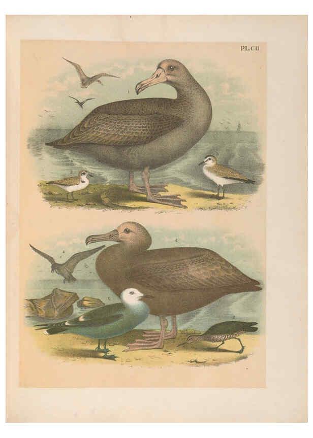 Reproducción/Reproduction 6022161307: The birds of North America New York :Published under the auspices of the Natural Science Association of America,1903