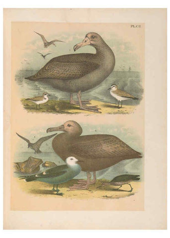Reproducción/Reproduction 6022161307: The birds of North America New York :Published under the auspices of the Natural Science Association of America,1903