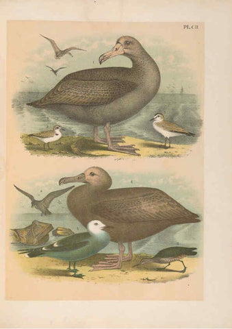 Reproducción/Reproduction 6022161307: The birds of North America New York :Published under the auspices of the Natural Science Association of America,1903