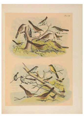 Reproducción/Reproduction 6022718916: The birds of North America New York :Published under the auspices of the Natural Science Association of America,1903