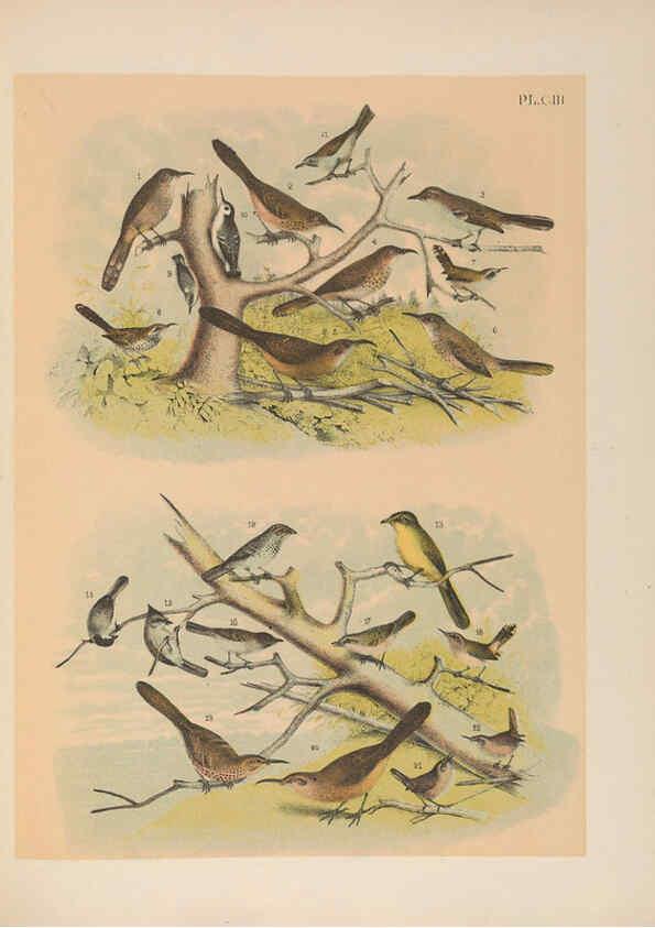 Reproducción/Reproduction 6022718916: The birds of North America New York :Published under the auspices of the Natural Science Association of America,1903