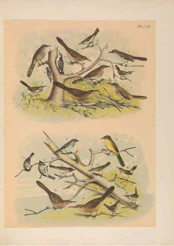 Reproducción/Reproduction 6022718916: The birds of North America New York :Published under the auspices of the Natural Science Association of America,1903