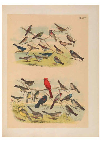 Reproducción/Reproduction 6022162327: The birds of North America New York :Published under the auspices of the Natural Science Association of America,1903