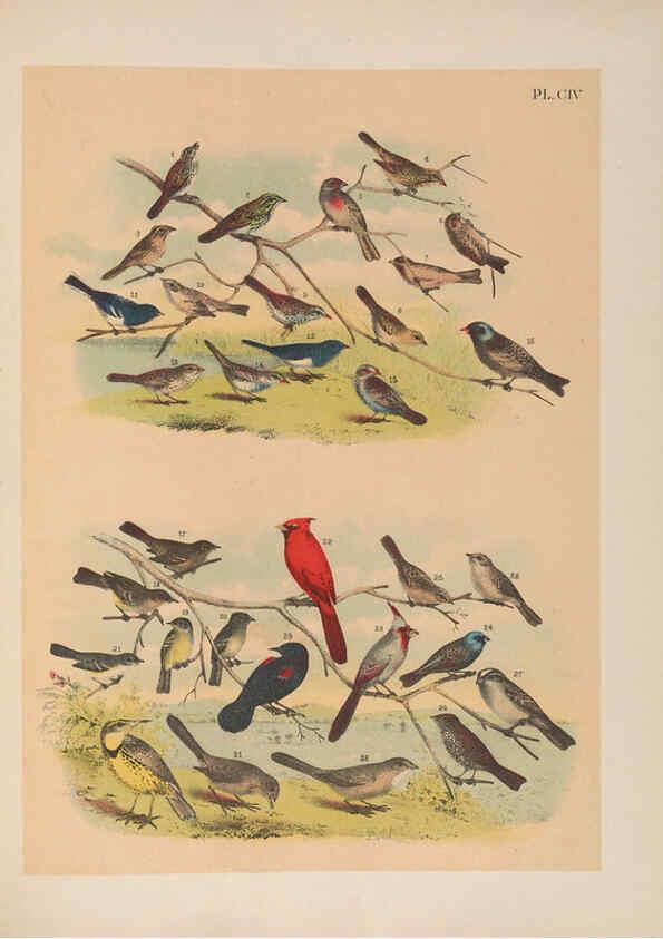 Reproducción/Reproduction 6022162327: The birds of North America New York :Published under the auspices of the Natural Science Association of America,1903