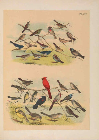 Reproducción/Reproduction 6022162327: The birds of North America New York :Published under the auspices of the Natural Science Association of America,1903