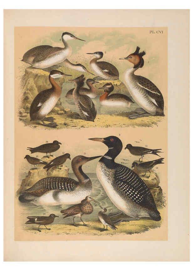 Reproducción/Reproduction 6022720482: The birds of North America New York :Published under the auspices of the Natural Science Association of America,1903