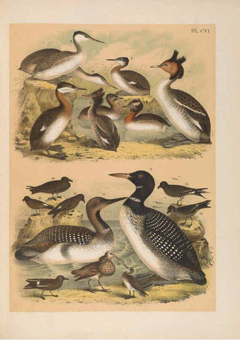 Reproducción/Reproduction 6022720482: The birds of North America New York :Published under the auspices of the Natural Science Association of America,1903