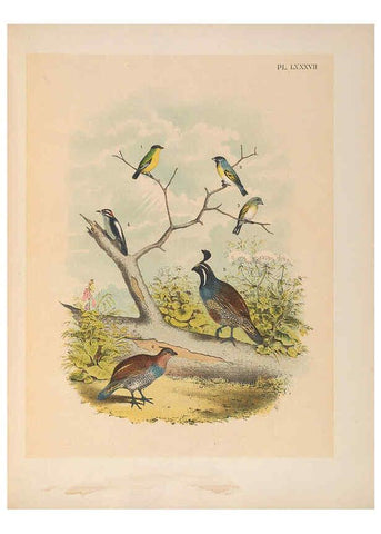 Reproducción/Reproduction 6022154231: The birds of North America New York :Published under the auspices of the Natural Science Association of America,1903