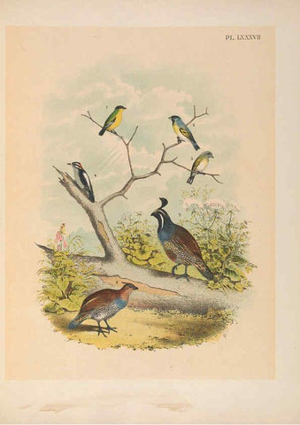 Reproducción/Reproduction 6022154231: The birds of North America New York :Published under the auspices of the Natural Science Association of America,1903