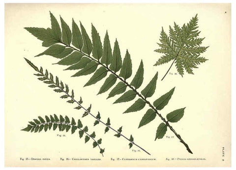 Reproducción/Reproduction 6025783978: Album of Indian ferns London :W. Day, 1887