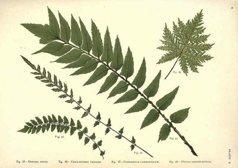 Reproducción/Reproduction 6025783978: Album of Indian ferns London :W. Day, 1887