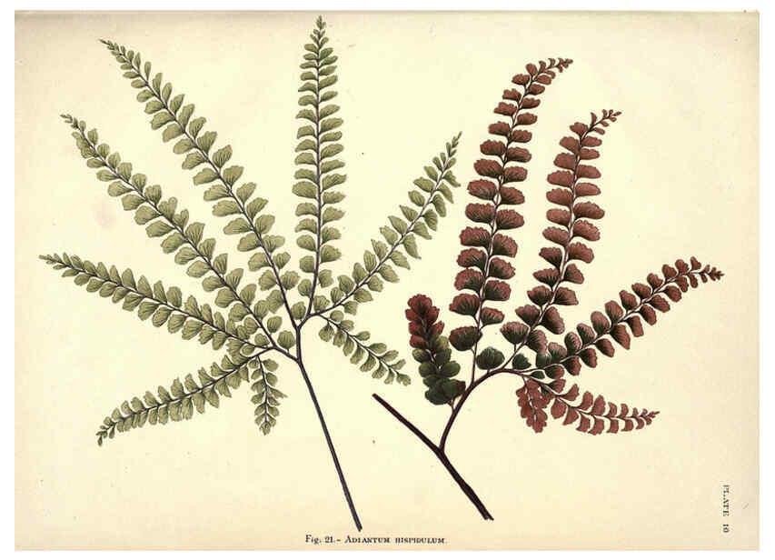 Reproducción/Reproduction 6025784354: Album of Indian ferns London :W. Day, 1887