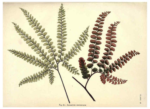 Reproducción/Reproduction 6025784354: Album of Indian ferns London :W. Day, 1887