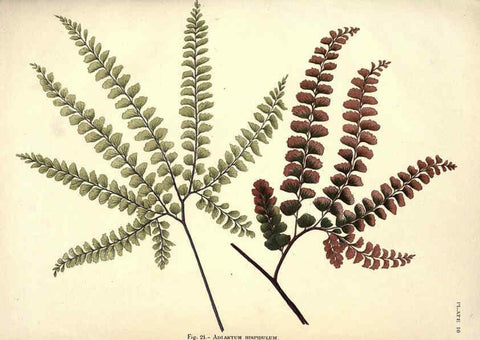Reproducción/Reproduction 6025784354: Album of Indian ferns London :W. Day, 1887