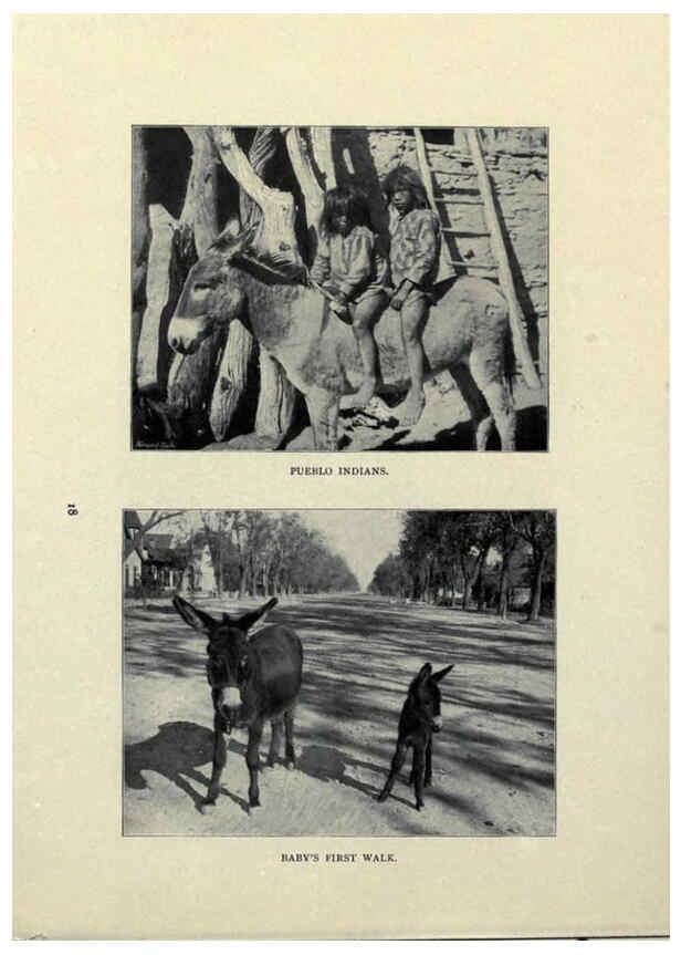 Reproducción/Reproduction 6025805420: The Burro book Pueblo, Colo. :S.M. McCandless,c1900