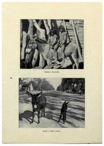 Reproducción/Reproduction 6025805420: The Burro book Pueblo, Colo. :S.M. McCandless,c1900