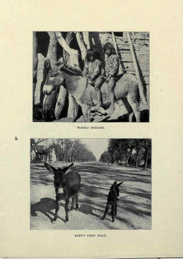 Reproducción/Reproduction 6025805420: The Burro book Pueblo, Colo. :S.M. McCandless,c1900