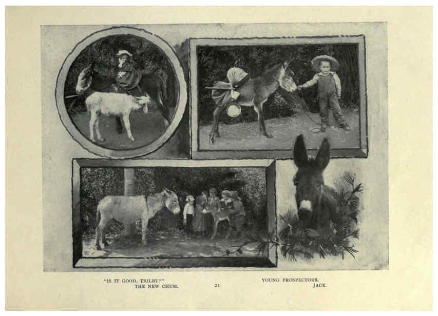 Reproducción/Reproduction 6025250977: The Burro book Pueblo, Colo. :S.M. McCandless,c1900