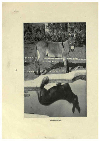Reproducción/Reproduction 6025806760: The Burro book Pueblo, Colo. :S.M. McCandless,c1900