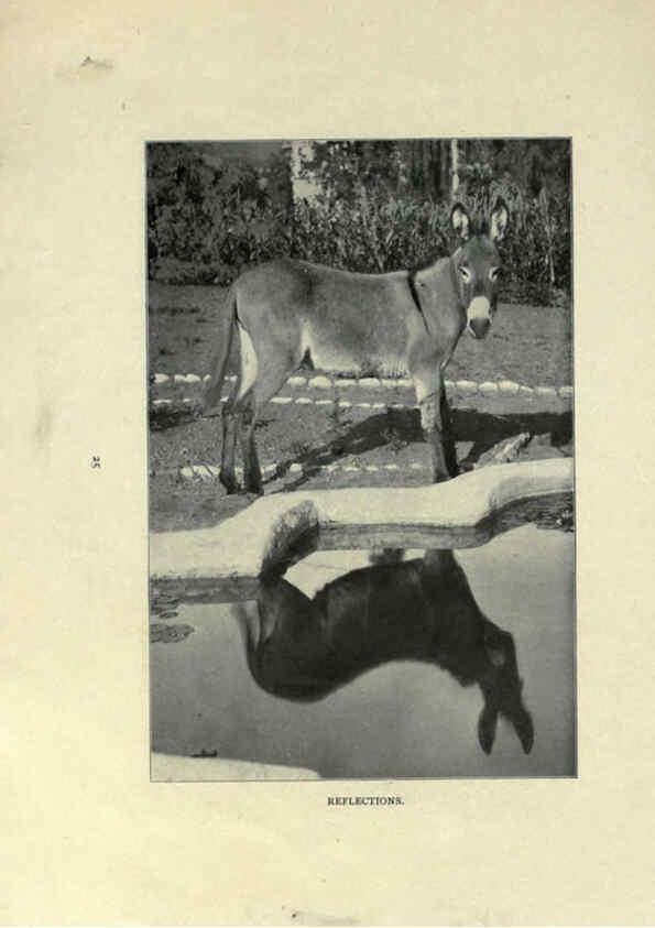 Reproducción/Reproduction 6025806760: The Burro book Pueblo, Colo. :S.M. McCandless,c1900