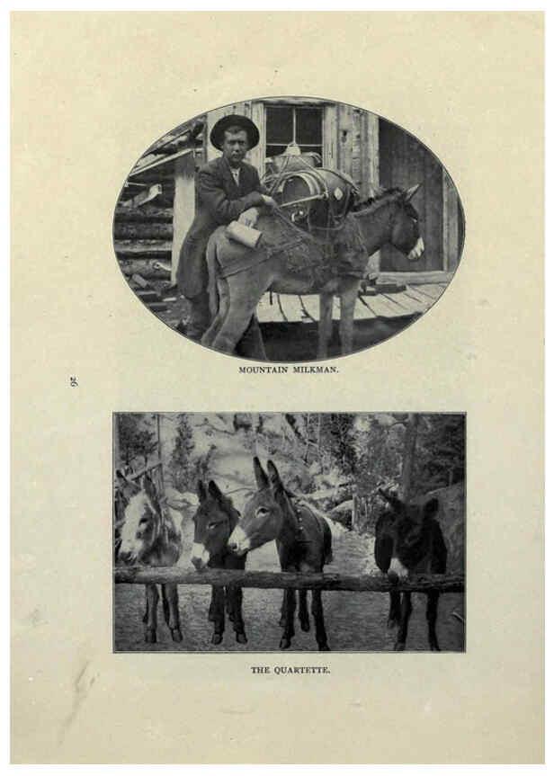 Reproducción/Reproduction 6025251821: The Burro book Pueblo, Colo. :S.M. McCandless,c1900
