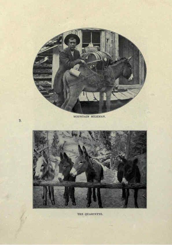 Reproducción/Reproduction 6025251821: The Burro book Pueblo, Colo. :S.M. McCandless,c1900