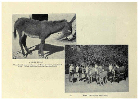 Reproducción/Reproduction 6025807378: The Burro book Pueblo, Colo. :S.M. McCandless,c1900